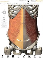 Origin:  Ribs 7-12, anterior two-thirds of the iliac crest of the pelvis, and thoracolumbar fascia.

Insertion:  Lineae alba and contralateral rectus sheaths.