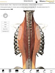 What is the insertion of the Iliocostalis muscles?