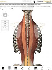 What is the insertion of the Longissimus muscles?