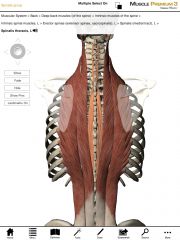 What is the insertion of the Spinalis muscles?