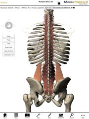 Origin:  Iliac crest of the pelvis.

Insertion:  12th rib and transverse process L2-L5