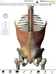 Origin:  Spinous processes of T7-T12
              Iliac crest of the pelvis
              Thoracolumbar fascia
              Ribs 9-12

Insertion:  Inferior angle of the scapula
                   Intertubercular groove of the humerus