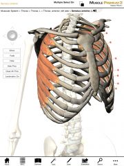 What is the origin and insertion of the Serratus Anterior?