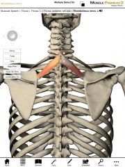 Origin:  Spinous process C7-T1

Insertion:  Medial border of the scapula superior to the spine.
