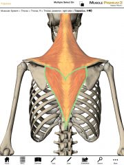 Origin:  Spinous processes of T6-T12

Insertion:  Spine of the scapula