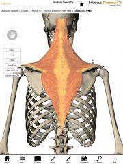 What is the origin and insertion of the Middle Trapezius?