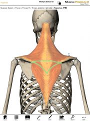 Origin:  Spinous processes of T1-T5

Insertion:  Acromion process of the scapula and superior aspect of the spine of the scapula.