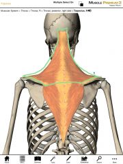 Origin:  External occipital protuberance of the skull and the spinous process of C7.

Insertion:  Lateral third of the clavicle and at the acromion process of the scapula.