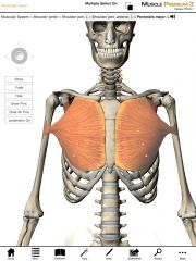 What is the origin and insertion of the Pectoralis Major?