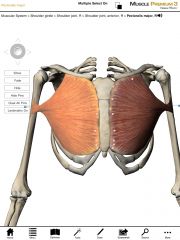 Origin:
   Clavicular:  Anterior surface of the clavicle
   Sternocostal:  Anterior surface of the sternum and      cartilage of ribs 1-7

Inserstion:  Greater tubercle of the humerus.