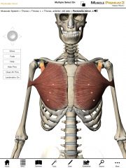 What is the origin and insertion of the Pectoralis Minor?