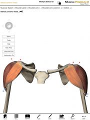 What is the origin and insertion of the Anterior Deltoid?