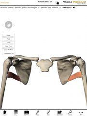 Origin:  Inferior angle of the scapula. 

Insertion:  Lesser tubercle of the humerus.