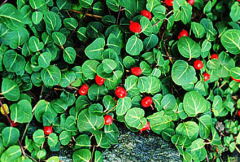 -ground cover plant with opposite leaves
-small red berries, actually two berries fused together