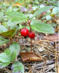 -small, low shrub 10-15 cm tall
-leaves smell like wintergreen when crushed
-white bell shaped flowers, red fruit