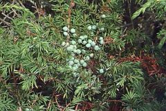 -evergreen, medium sized tree, but often found as shrub
-branches pointed upwards, typically at a 45deg angle from the ground