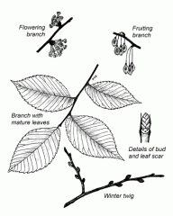 -Alternating leaves
-Leaf: toothed, Lopsided base
-Umbrella like shape to tree