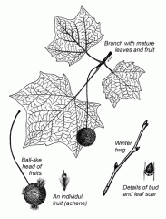 -Bark peels off and changes from green to white as the tree matures. resulting in camo-like appearance.
-End of the leaf forms a cup that covers the bud.