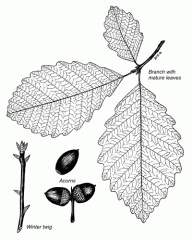 -Alternating leaves
-buds are light chestnut brown 1/4-1/2 inch long
-bark is dark, deeply fissured and contains tanic acid
-Common on ridge tops.