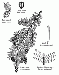 -Straight, unforked trunk (very noble)
-Needles 1/2 inch, 2-ranked, narrow base, white-ish underside
-Cute little cones
-Over harvested for tannins & threatened by aphids