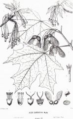-Opposite leaves
-Simple leaves, palmately lobed, basal lobes smaller than others
-helicopter seeds that direct downward(ish)