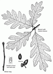 -Alternate leaves
-7-9 lobes, no teeth
-bark is light ash-gray and peels
-trunk looks like is has over-lapping scales