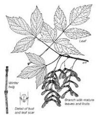 -opposite, compound leaves
-smooth green twigs
-usually has multiple parts to the trunk
-grow near water