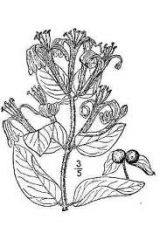 -opposite leaves, elliptical shape 
-woody, nondescript vine
-purple berries/Elderberry