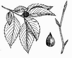 -alternate leaves, singly toothed, with prominent vein
-smooth grey bark
-buds are "pokey" with two rows of overlapping scales
-Associated with old forests, needs little light
