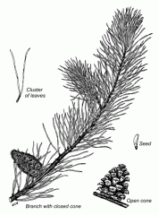 -needles are usually in two and are twisted
-trunk and branches tend to twist
-member of yellow pines, with spikes on the cones
