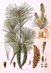 -branches are whorled around trunk
-needles are in tufts of 5, slightly glaucous
-member of white pine, so cones have no spines