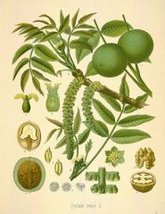-alternate, odd-pinnate with 15–23 leaflets
-heart shaped/monkey face leaf scar & ladder-like pith
-Drupes in pairs on branch, contain isomer of henna