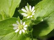 -small white flowers
-usually 5 petals, deeply cut to look like 2 each
-bright green leafs and stem