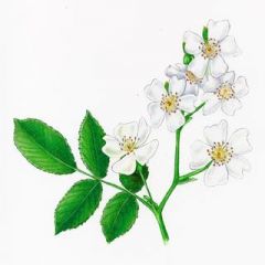 -compound leaves, usually 5 leaflets with teeth, petiole has feathery covering
-scrambling shrub, with stout stems with recurved thorns
-white or pink flowers in corymbs, produce red berries or "hips"