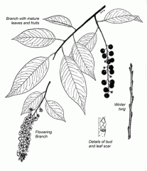 -Alternate, simple leaves, with a serrated margin. almond smell
-young tree resembles birch with horizontal lenticels, mature trees have dark grey to black bark that looks like thick, burnt cornflakes