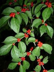 -opposite leaves, very similar to Japanese
-bush, with branches that arch, then arch again
-flowers similar to Japanese, and red berries