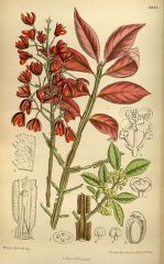 -opposite leaves, that turn bright red in fall
-stems are winged
-greenish flowers, and fruit is housed in four-lobed pink, yellow, or orange capsule