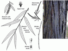 -alternate leaves, are long and thin dark green and shiny, a short petiole and a pair of small stipules
-young branches are thin and whip-like
-grows near water, and usually stretches out horizontally