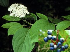 -opposite leaves, elliptic shape with wavy margins, and rounded base
-small flowers and bright blue drupes
-smooth reddish-brown bark on young branches
-near water