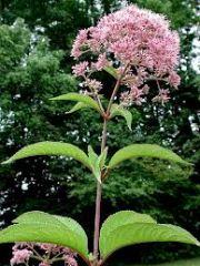 -whorled flowers and leaves
-tall stalks, 5-8 feet, hallow
-purple stems with pink or purple-mauve flowers