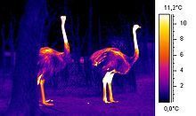A chemical adaptation that helps an animal survive

The ostrich maintains constant temperature year round
