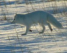 A physical adaptation that helps an animal survive

Arctic fox has short ears and legs to save heat