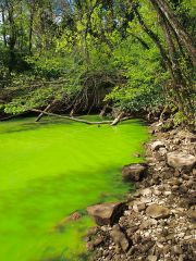 Excess nutrients cause an increase in the number of plants

Too much algae growing in the pond because of the large amounts of nutrients
