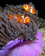 Both animals benefit

The anemone gets food the clownfish gets protection