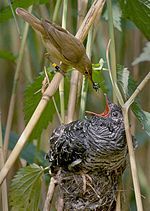 One animal benefits the other is harmed

Warbler lost all her eggs and is taking care of the cuckoo baby who threw the eggs out of the nest
