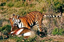 Predator hunts the prey

Tiger eating a Gazelle