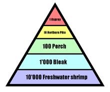 A pyramid showing the loss of energy from one trophic level to another