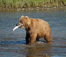Eat primary and secondary consumers (4th trophich level)

The bear eats the fish which eats the algae