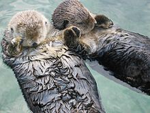A plant/animal that has a big impact on the food chain (usually producer)

The sea otter is a keystone species
