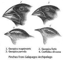 One species adapts to fill many niches at once making many species (finches of the Galapagos islands)